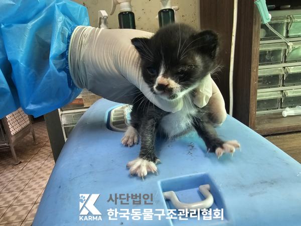 한국동물구조관리협회_411305202500074